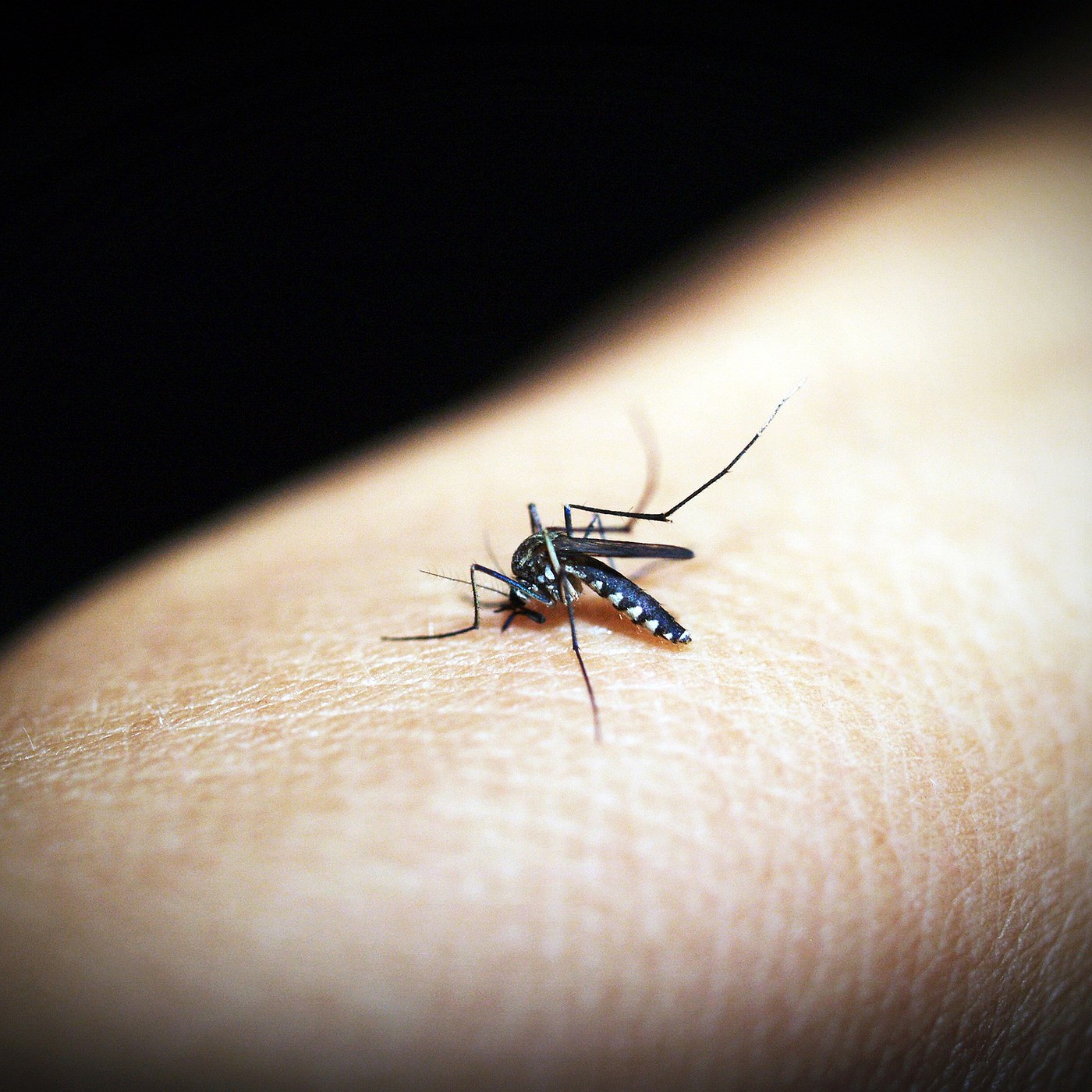 Governo de SP decreta estado de emergência em meio a surto de dengue
