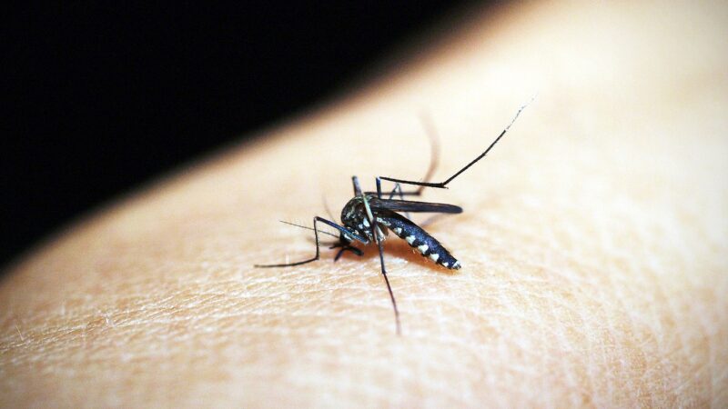 Aumento da distribuição de vacinas contra dengue no município de São Paulo enfrenta resistência, diz secretário