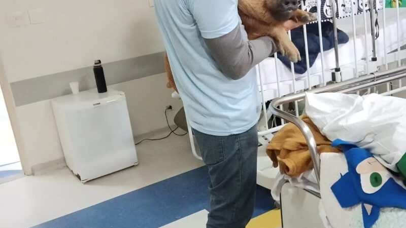 Adalgysa, a porquinha que atua em hospitais como ‘terapeuta’