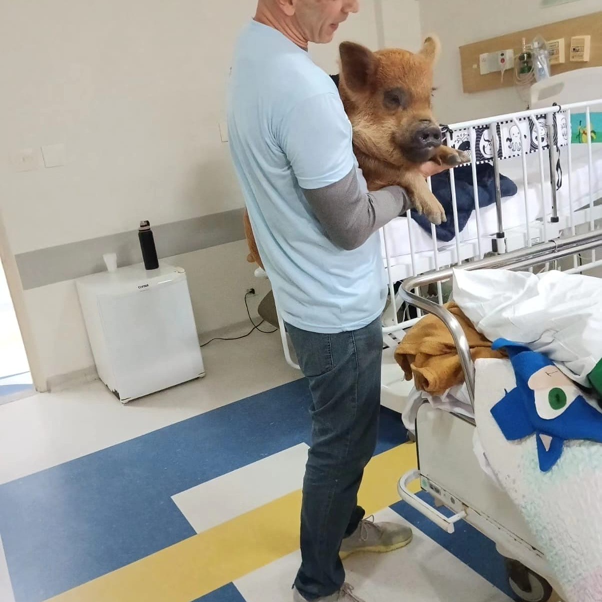 Adalgysa, a porquinha que atua em hospitais como ‘terapeuta’